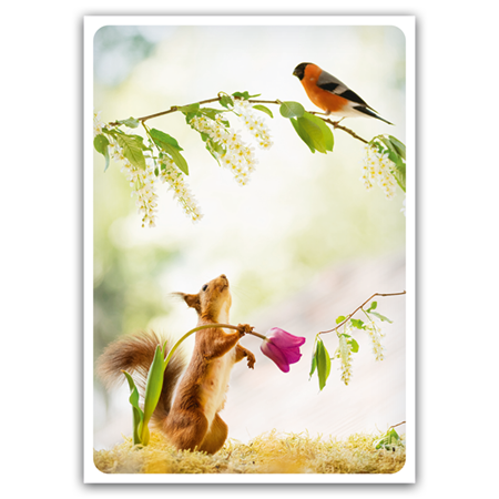 | Eichhörnchen und Gimpel (Strukturkarton)