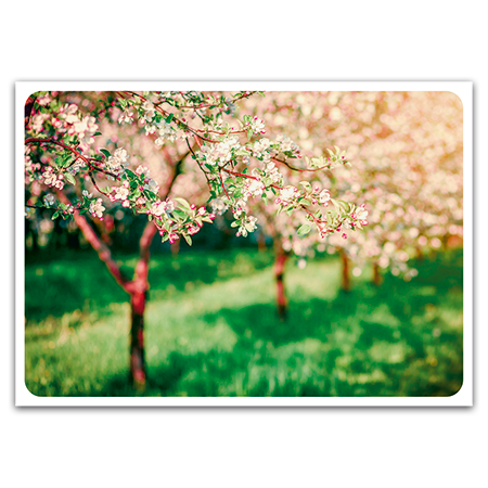  | Apfelblüte (Strukturkarton)