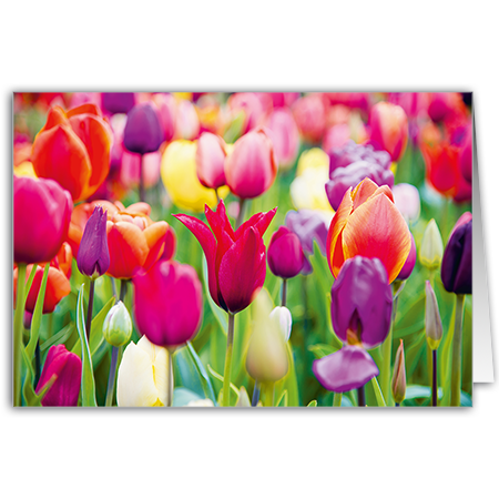 | Tulpen