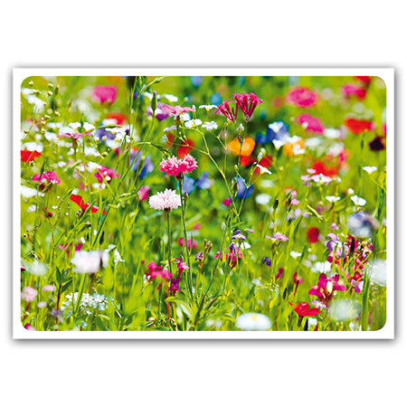  | Sommerblumen (Strukturkarton)