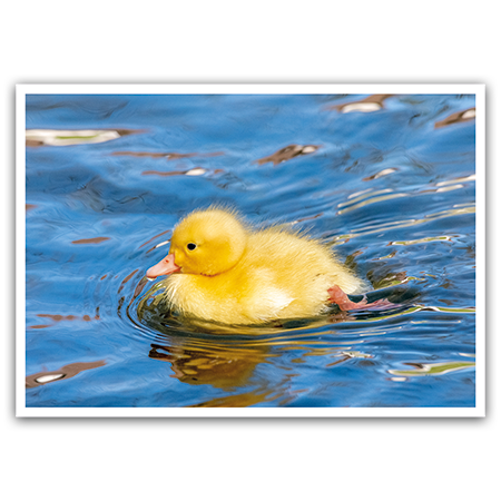  | Flauschiges Entchen