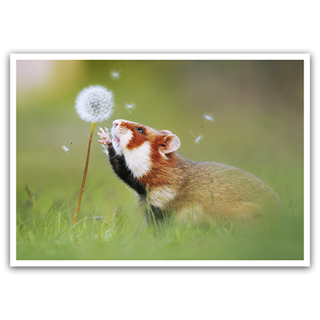   Hamster und Pusteblume