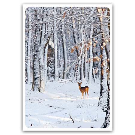  | Reh im Schnee (Strukturkarton)