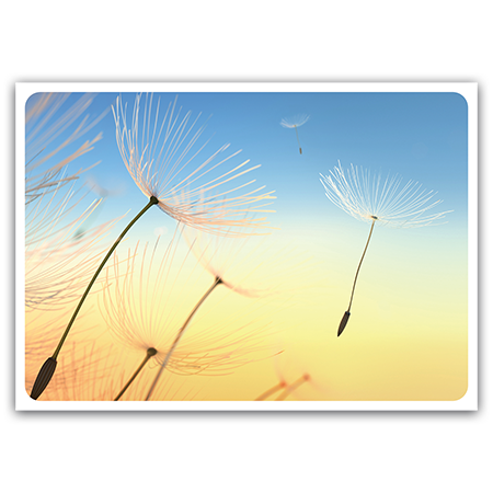  | Pusteblume (Strukturkarton)